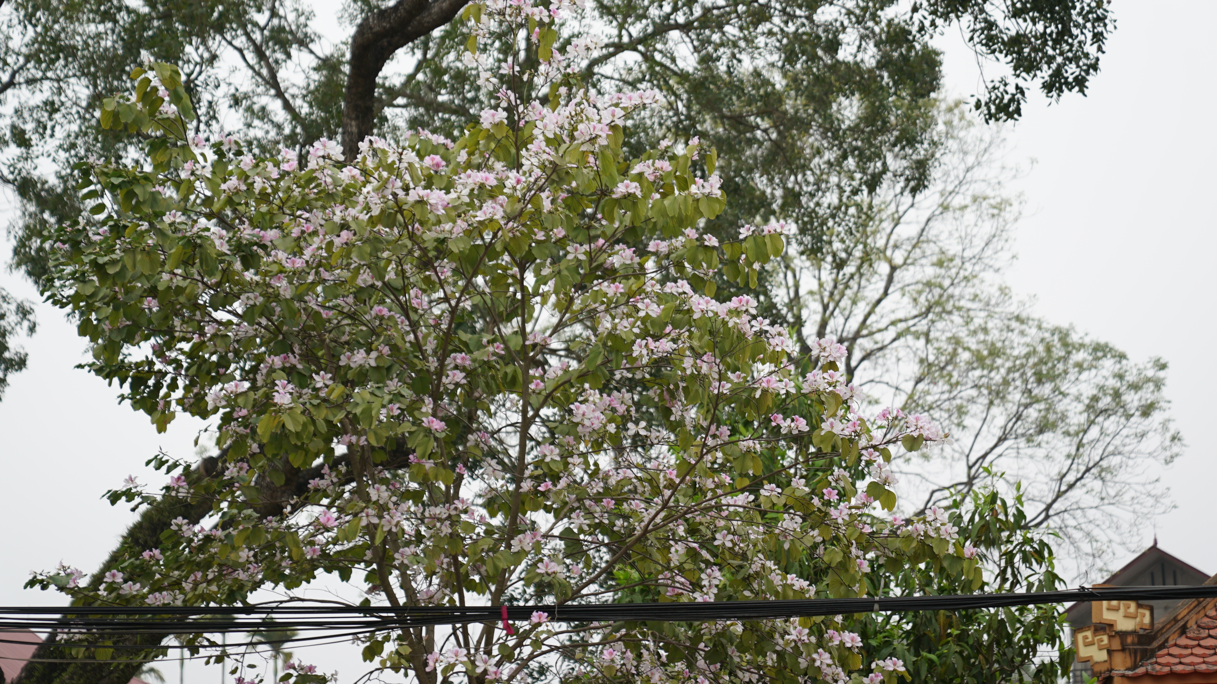 Cắt băng khánh thành 16